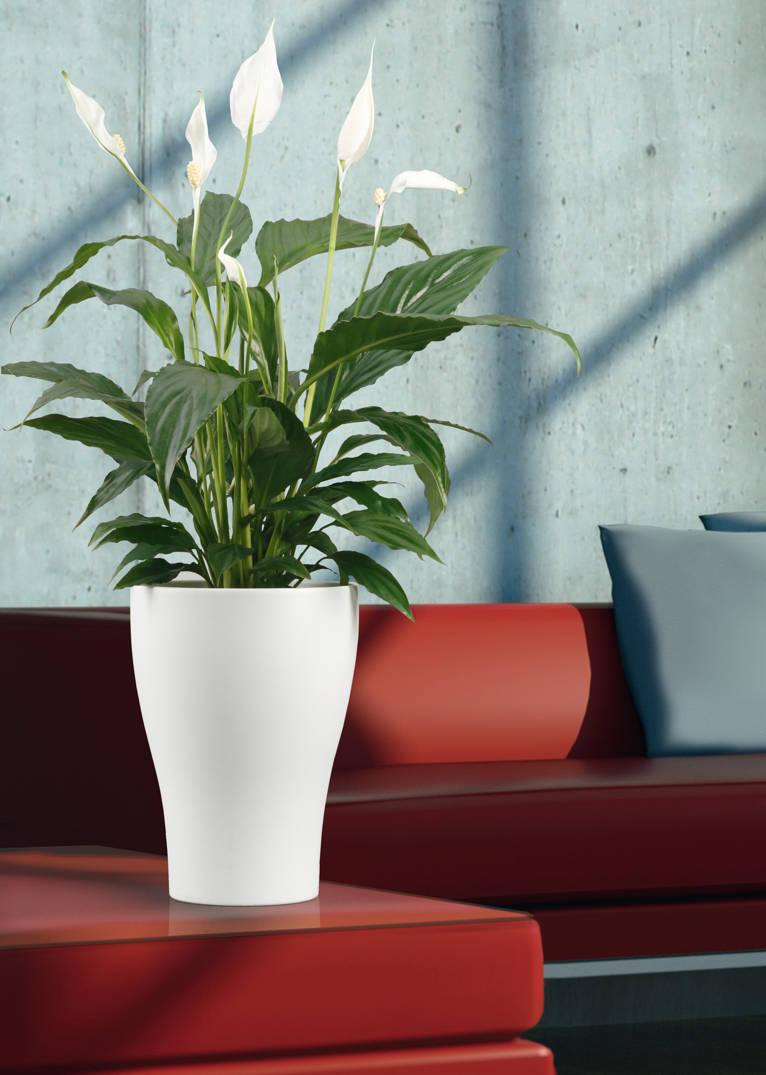 pot Plant Scheurich 608 -