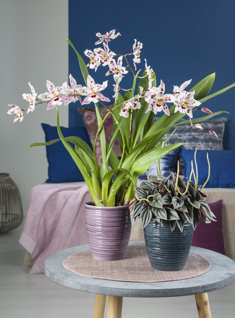 Glass orchid pots online